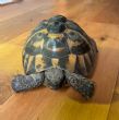Hermanns : Male approx  19 years old (Chad)